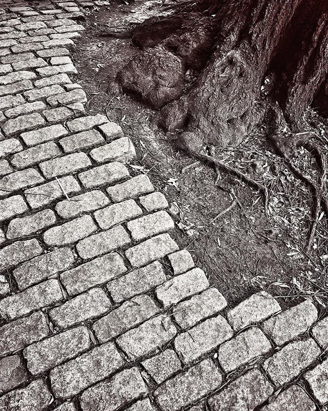 rodabernethy's tweet photo. Central Park, NYC.
.
.
.
.
#photography
#blackandwhitephotography
#blackandwhite #bw #bnw
#blackandwhitephoto #mood
#modernarchitecture #modern
#visualarchitect #monochrome
#bnw_fanatics #bnw_society
#dream #picoftheday #monotone
#Bnw_addicted #chasingl… https://t.co/WCABLrjY4k https://t.co/Pmkw5Kvpux