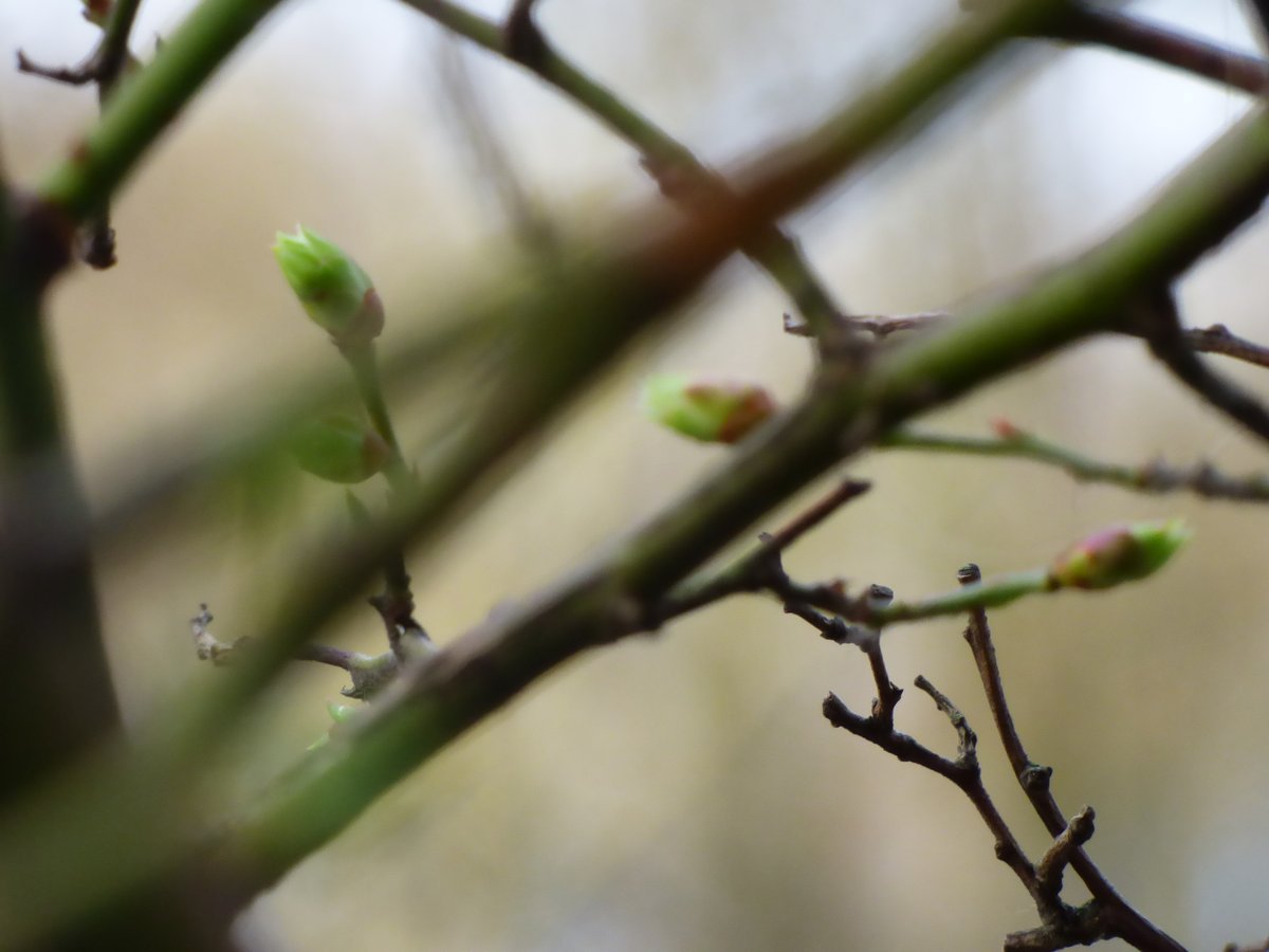 TravelerWeekend's tweet image. Hints of #Spring begin to show themselves in the Winter's desire to hang on!

#StreetPhotographer #DayTrippingPortland #Oregon @DayTrippingPort
#Travel daytrippingportland.com #Portland via @DayTrippingPort