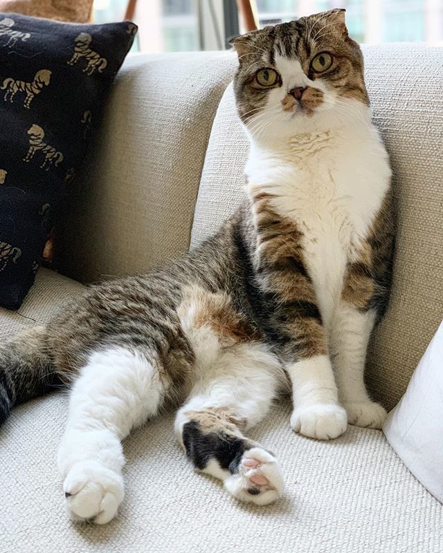 MacchaCat's tweet photo. Causal. (*tells IG boyfriend to hurry and snap pic out of the side of my mouth) https://t.co/bz406MjJIr https://t.co/49As4OsHmg