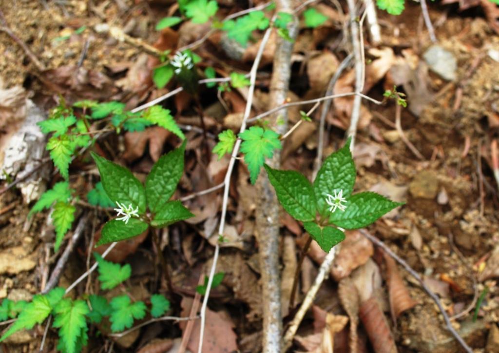 センリョウ科