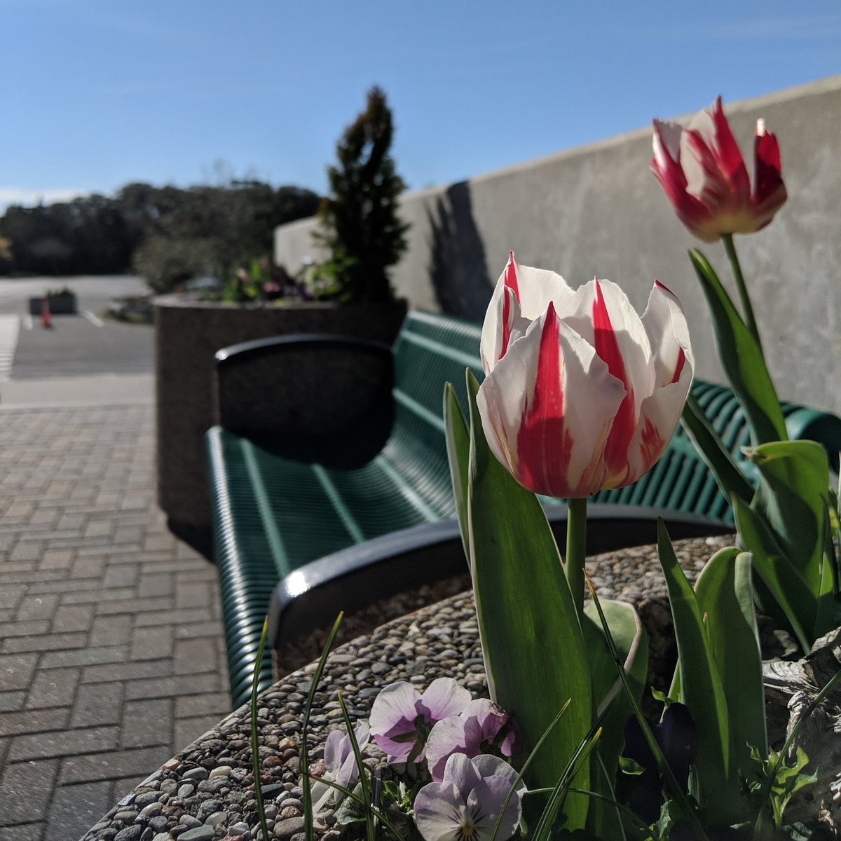 CandidTechTV's tweet photo. That #Pixel2 camera still got it! Shot in front of the NC Aquarium today.
#tech #technology #CandidTechTV #YouTube #youtuber #techreview #smallyoutuber #pixel2photography #Pixel #TeamPixel #Google #madebygoogle https://t.co/nY8Oi9tATf