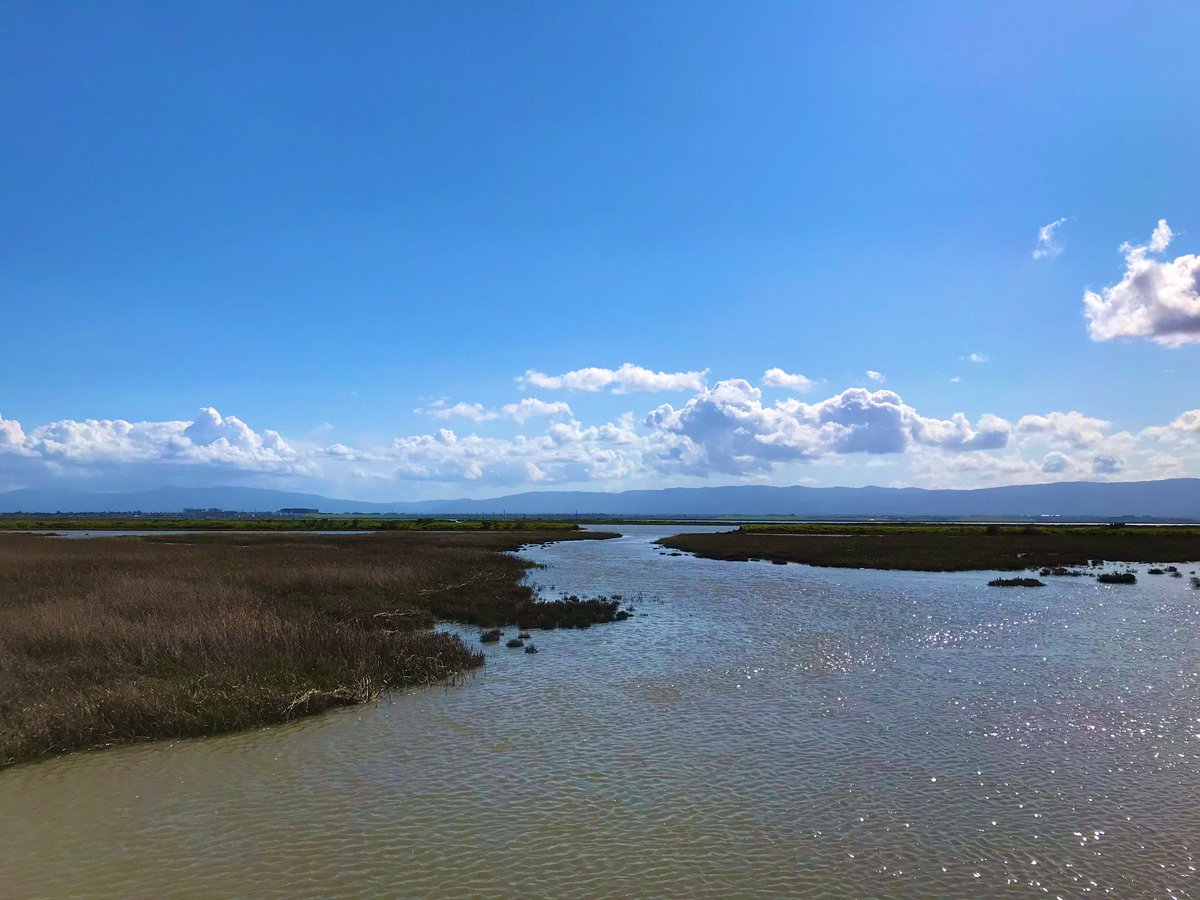 Shark_eye_sci's tweet photo. Marsh and Mangrove habitats are a crucial part of our fight against climate change, but they are also the most vulnerable to development on our coastlines. It is absolutely necessary to protect and restore these ecosystems! https://t.co/Xye8Yhybui