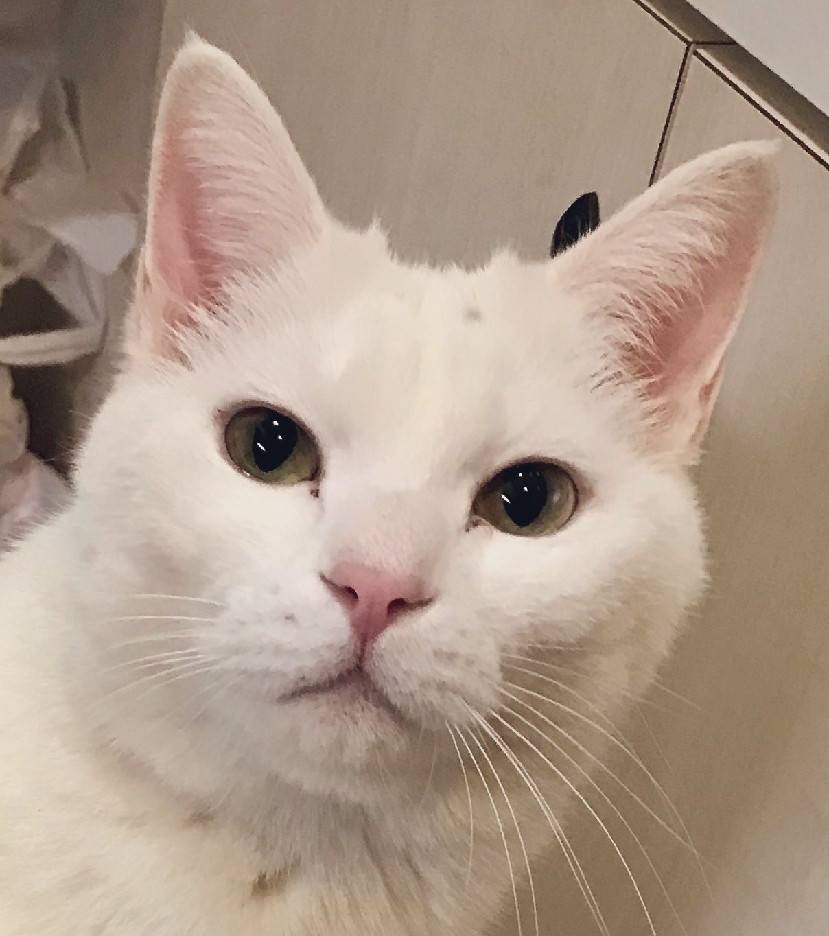 今も昔も愛される猫キャラクター一覧 可愛いグッズもご紹介 猫のことならきにゃんねっと 白い腹とピンクの鼻を持つ黒猫 マスコット 猫のマスコット Vladatk Gov Ba
