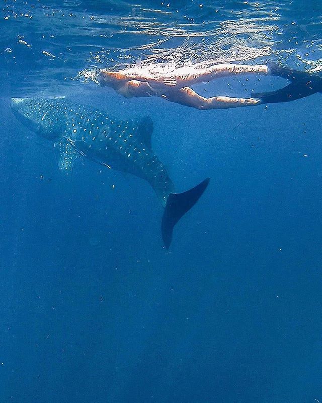 Swimming with Whale Sharks by Mafia Island
📷 by <a href="/palomafts/">Paloma Fts</a>
#HereIsTanzania