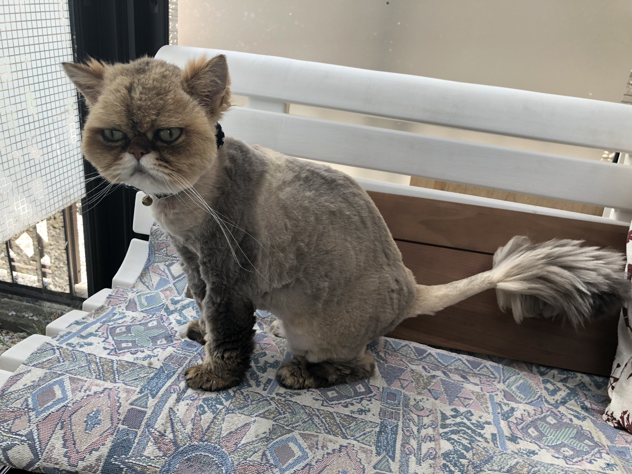 クノティス ペルシャネコのサマーカット後ってホント情けない姿だよなw T Co Z4pqfjizoi Twitter