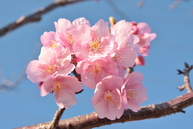 ハナラボノート On Twitter 桜の花言葉 精神美 純正 優美な女性 日本の国の花ともいえる桜 キリッとした花言葉はその花姿にピッタリ 切花の桜の枝物は 1月 3月に多く出回り 彼岸桜 啓翁桜 東海桜 吉野桜 など種類も様々です Https