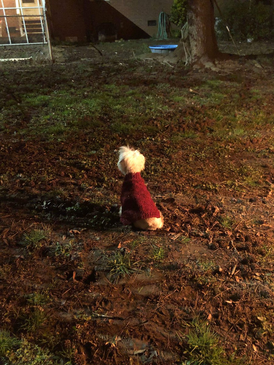 TravisWSquires1's tweet photo. My little buddy enjoying the fire #Dogsoftwitter https://t.co/GQzNnXOYSo