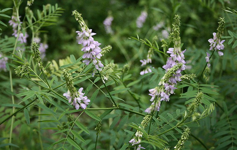 ciesla_lukasz's tweet photo. #Metformin is gaining more attention as a so called #geroprotector (compound that slows the rate of #aging). Not many remembers about the humble beginnings of metformin, which is a derivative of a #natural compound galegine found in goat’s rue. 
#Curesfromnature #drugs #herbs https://t.co/Ce6ilHm9st