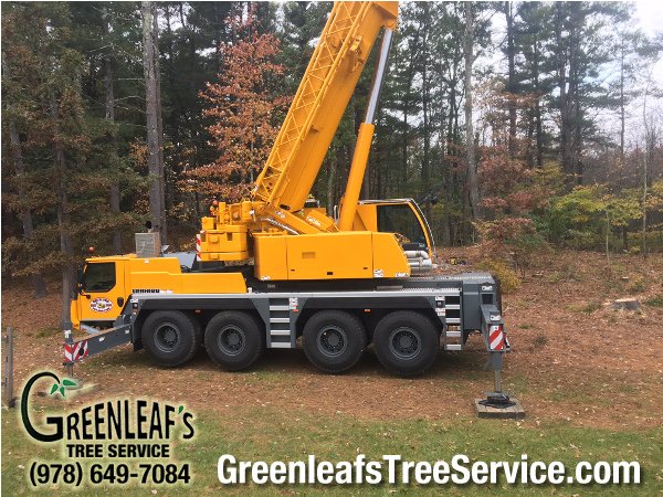 GreenleafsTree's tweet image. Tree Removal/Bucket Work in Dracut, MA 
 #Dracut_MA #treeremoval #bucketwork
 Greenleaf's Tree Service
Phone: 978-649-7084
Mail: 382 Dunstable Rd, Tyngsboro, MA 01879 greenleafstreeservice.com/tree-removalbu…