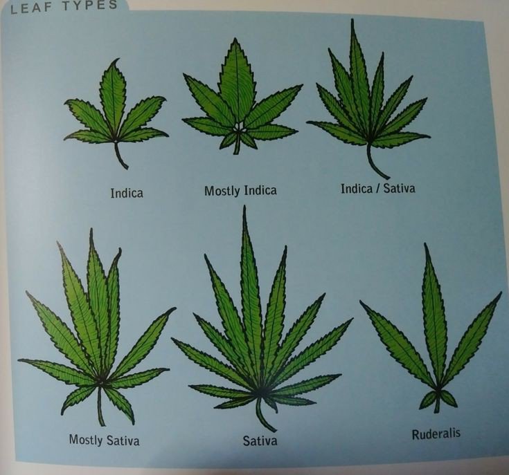THCish's tweet image. Different Leafs
#THCish

#Marijuana/#Cannabis/#Hemp

#LED #HSP #MH #HID #CFL #Edibles #Marihuana #Ganja #Pot #Weed #Kush #CBD #CBDoil #MedicalMarijuana #MedicalCannabis #LegalizeIt #MMJ #Colorado #Alaska #Nevada #Florida #Maine #Oregon #Michigan #California #Washington #Mass