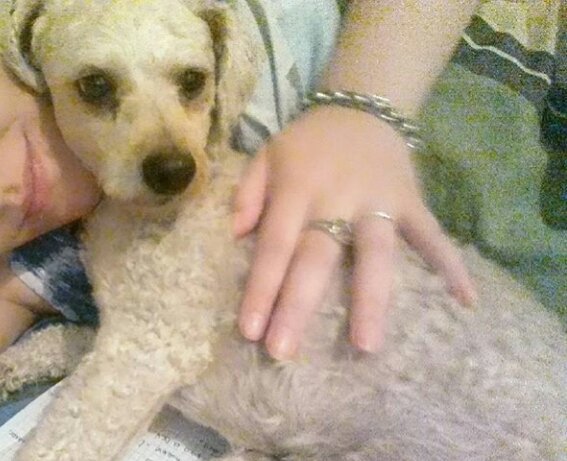 agustina_cc's tweet photo. Retwiteamelo, no seas malo, me duele el corazón. Es mi perro https://t.co/48sPfCBTDj