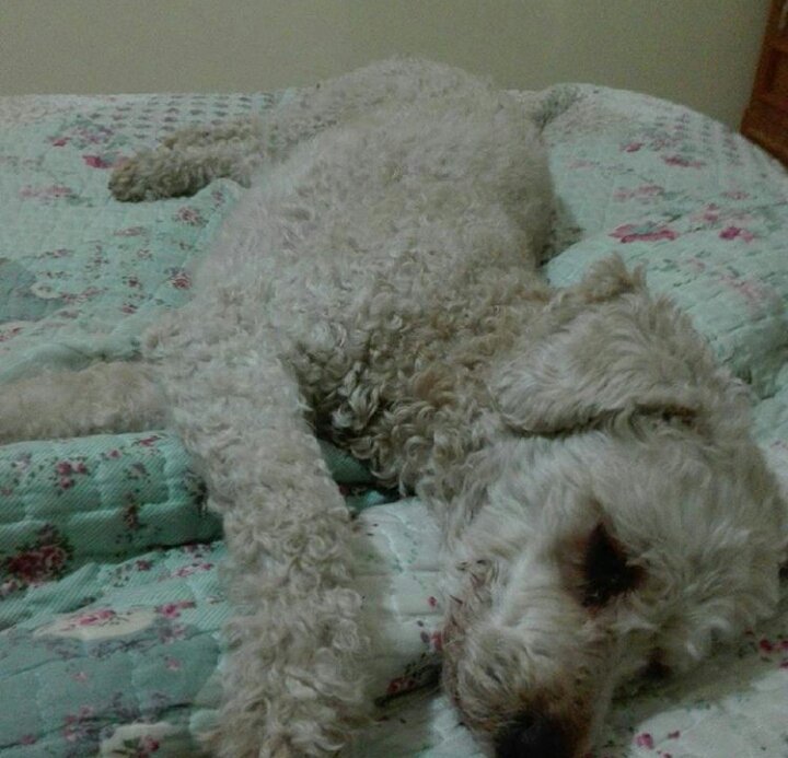 agustina_cc's tweet photo. Retwiteamelo, no seas malo, me duele el corazón. Es mi perro https://t.co/48sPfCBTDj