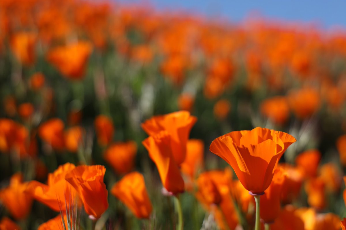 Poppies are in bloom. #livingmyburrolife #livingtheburrolife #photography #photo #photographer #californiapoppies @CanonUSA #eosr #photooftheday