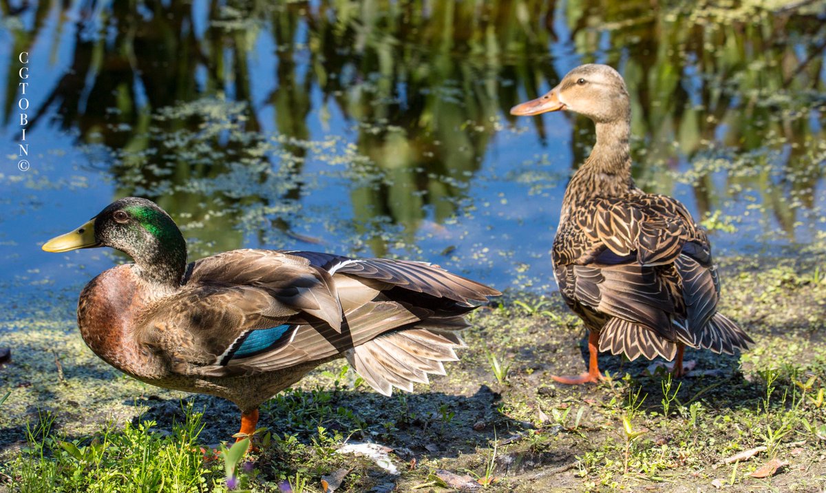 smartwoman123's tweet photo. Handsome Couple..Mallards. #burds #ducks #mallards #breedingcolor #feathers https://t.co/XY0dUY0GIW
