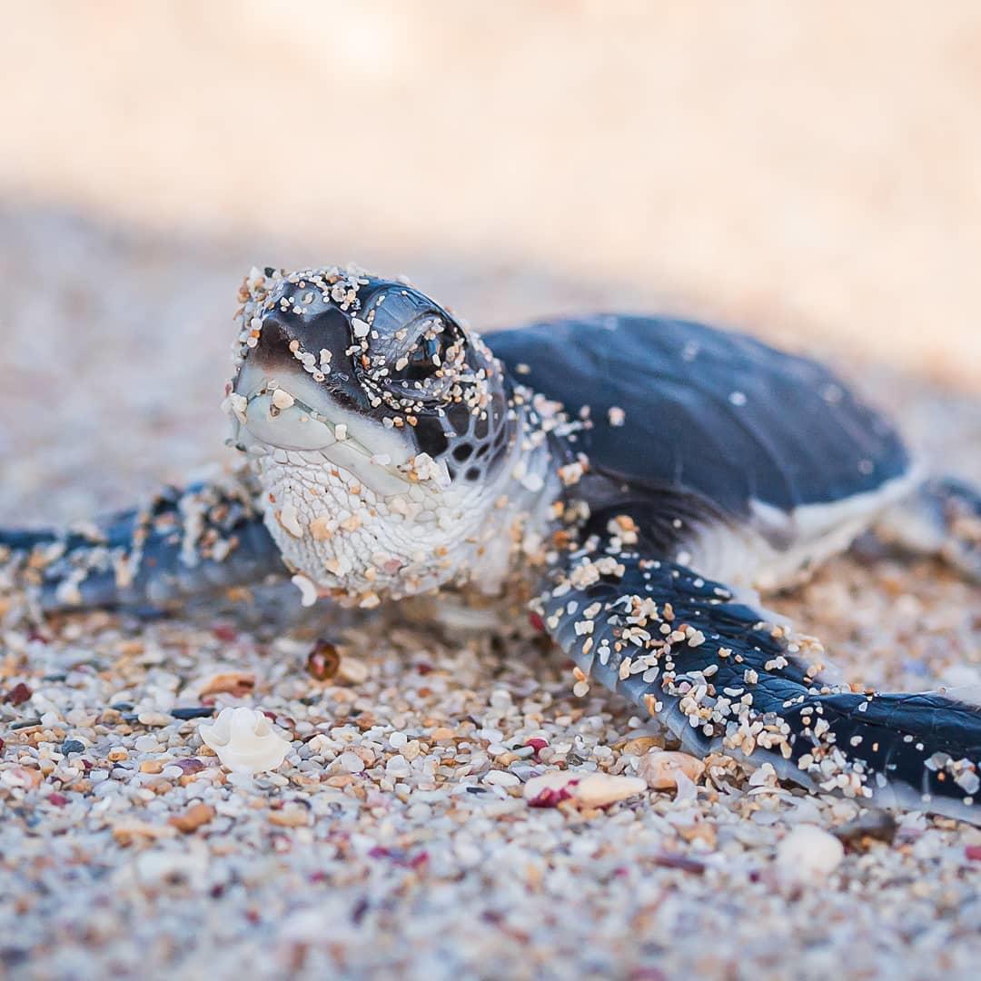 Australia's tweet image. “My secret to looking this young? Always exfoliate with sand from a @westaustralia beach!” 🐢✨ 

(Freshly hatched baby turtle via @chrisjansenimages in #Exmouth)

#seeaustralia #justanotherdayinwa
