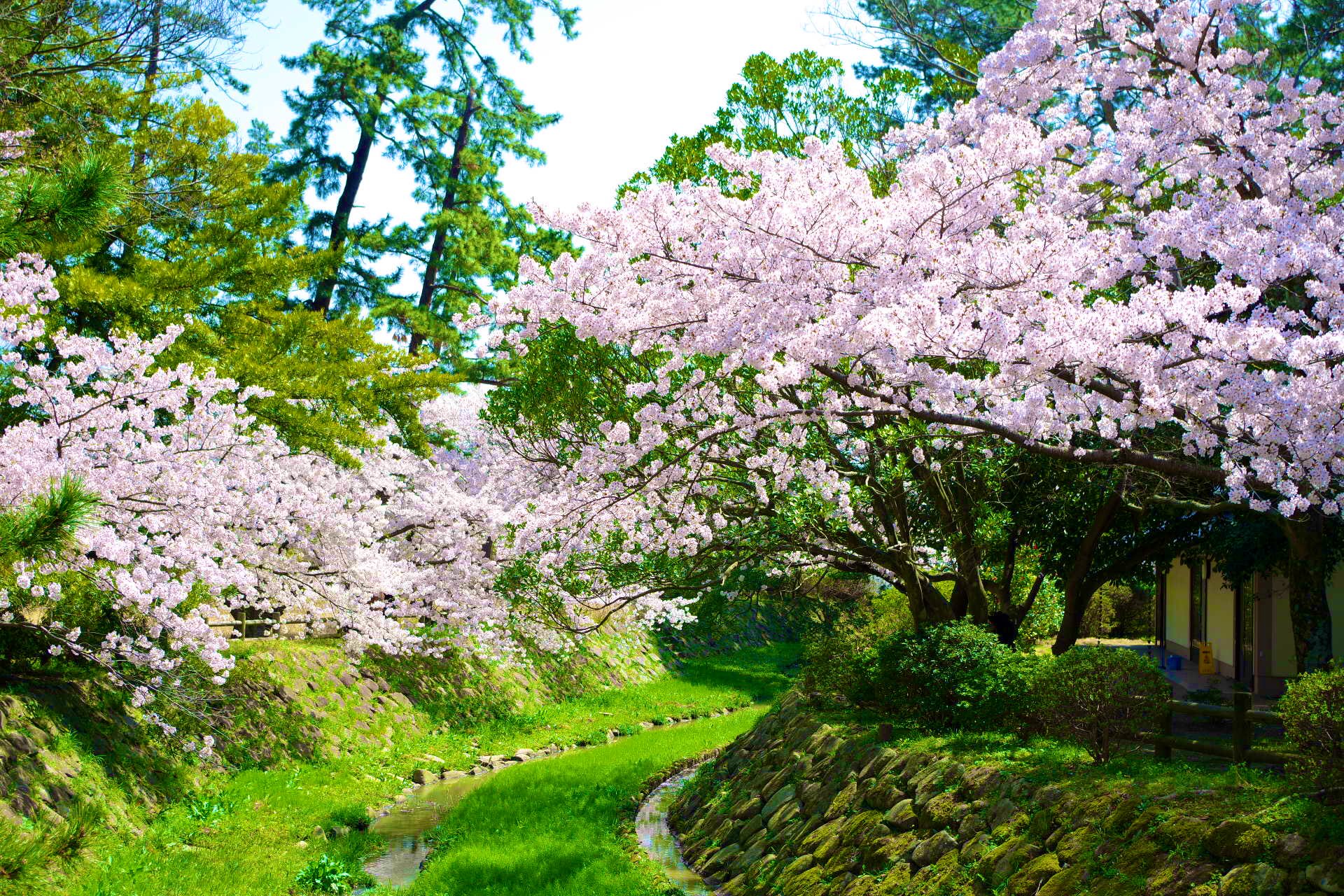 日比谷しまね館 本日は出雲大社神苑の桜をご紹介します 出雲大社神苑といえば 緑の美しい場所ですが 桜の季節は緑とピンクの色合いがとても美しいのです また うさぎ達と桜の組み合わせも可愛らしいですよ 春休みの旅行は島根県へぜひどうぞ