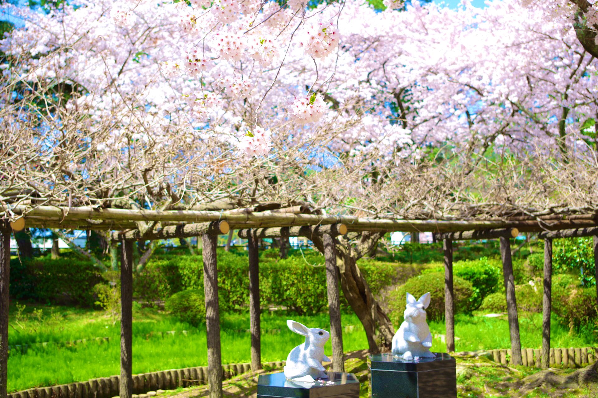 日比谷しまね館 Ar Twitter 本日は出雲大社神苑の桜をご紹介します 出雲大社神苑といえば 緑の美しい場所ですが 桜の季節は緑とピンクの色合いがとても美しいのです また うさぎ達と桜の組み合わせも可愛らしいですよ 春休みの旅行は島根県へぜひどうぞ