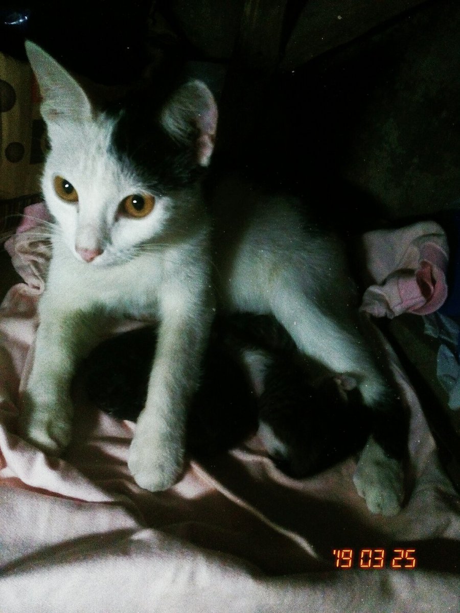 BespectacledAi's tweet photo. I just want to share my happiness! My very own Lori the cat just gave birth to 3 balls of furr! Official Tatay na si Loki the cat ko. ๐๐ hmmm I wonder what should name I'll give to them...
#Lokithecat #Lorithecat #PLInspired #IHaveNewBabies #HappyHeart https://t.co/RvYqAaFI1r