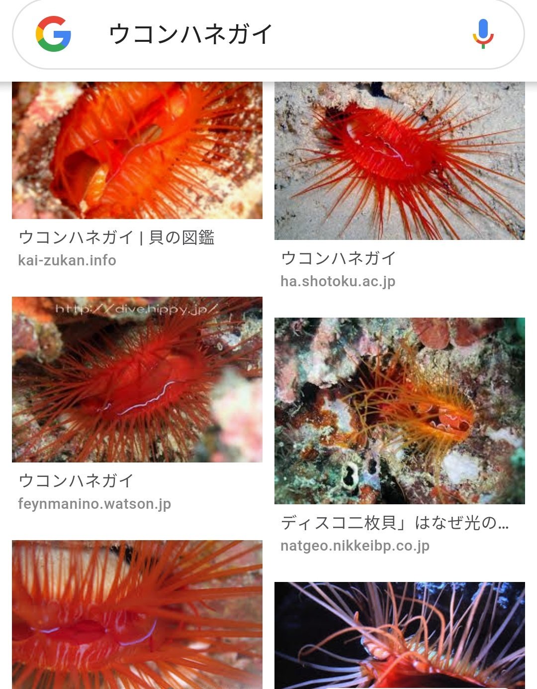 カニ人 元ネタわかったらすごいカニ 和名がまだないらしいから適当につけたカニ 人類は滅亡する Twitter
