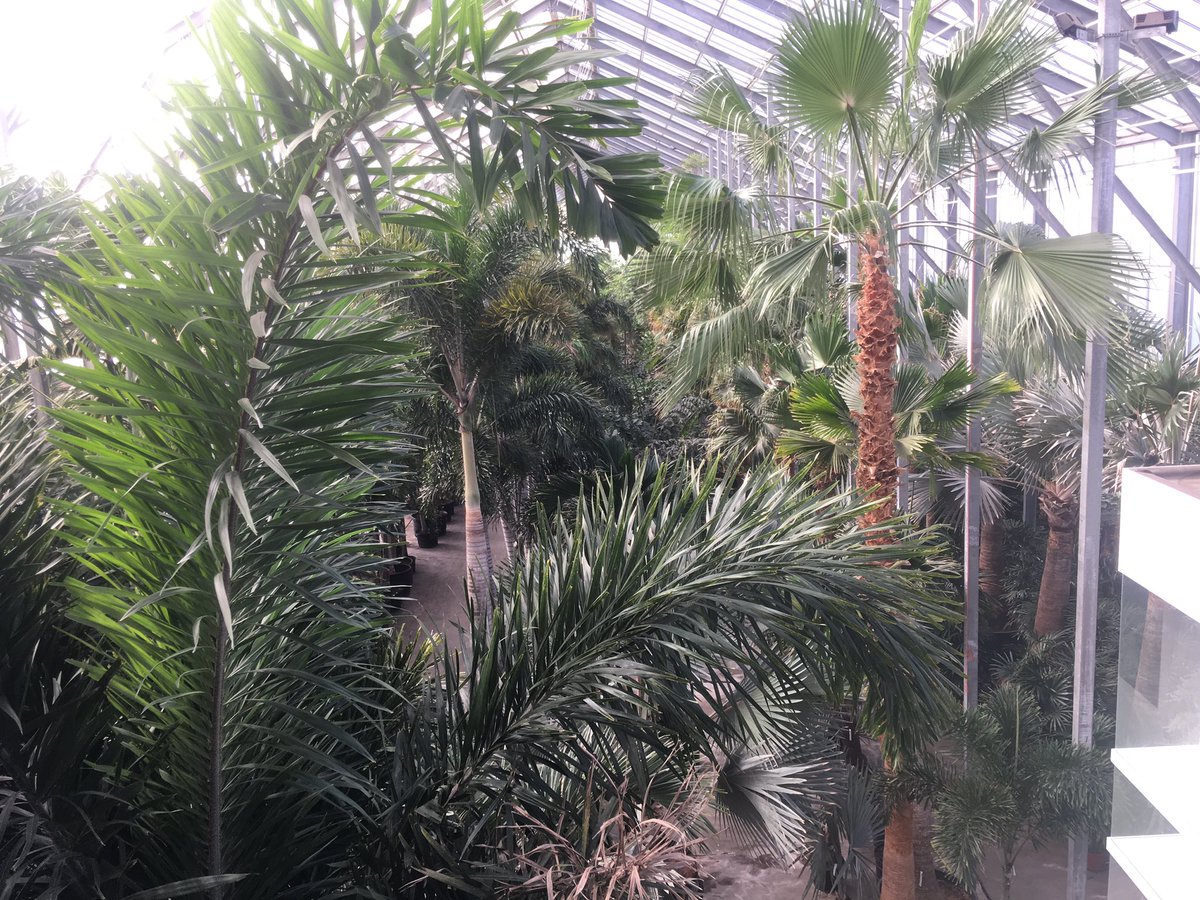CambridgePlants's tweet photo. We’re selecting Atrium plants for a special project ... https://t.co/VCg6ixURz7