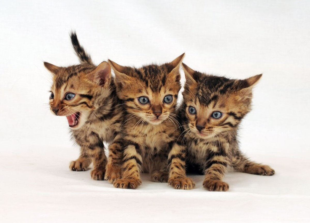 PNurturing's tweet image. Things To Know About Kittens Development In Beginning

Kittens will most likely never develop again like this starting period. We are gonna talk about Kitten Development in their early weeks. To know more bit.ly/2FzKJlK

#KittenDevelopment