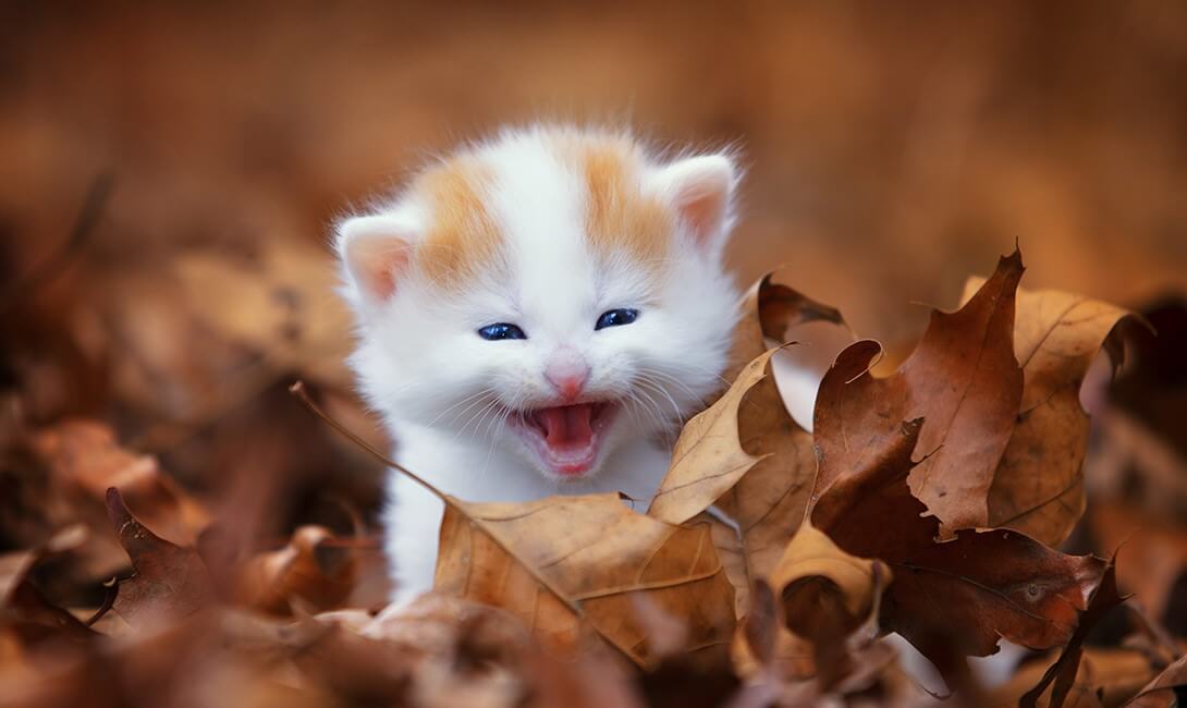PNurturing's tweet image. Things To Know About Kittens Development In Beginning

Kittens will most likely never develop again like this starting period. We are gonna talk about Kitten Development in their early weeks. To know more bit.ly/2FzKJlK

#KittenDevelopment