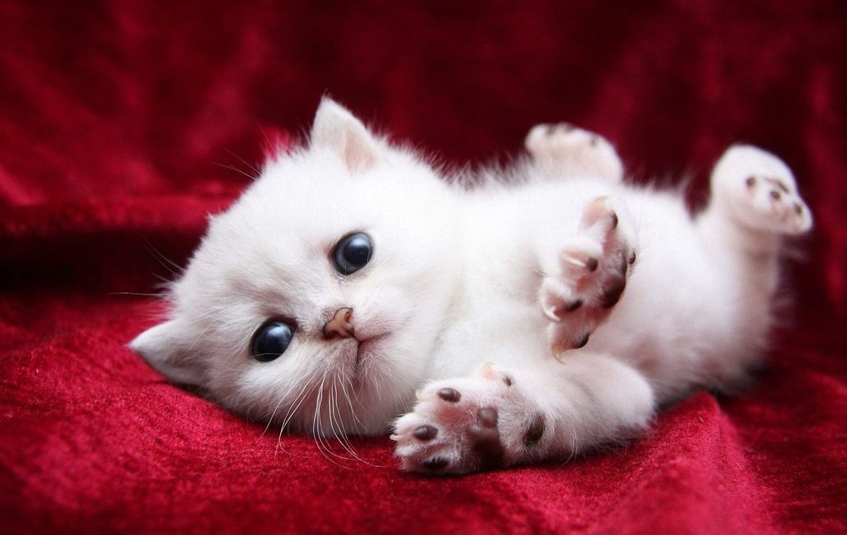 PNurturing's tweet image. Things To Know About Kittens Development In Beginning

Kittens will most likely never develop again like this starting period. We are gonna talk about Kitten Development in their early weeks. To know more bit.ly/2FzKJlK

#KittenDevelopment