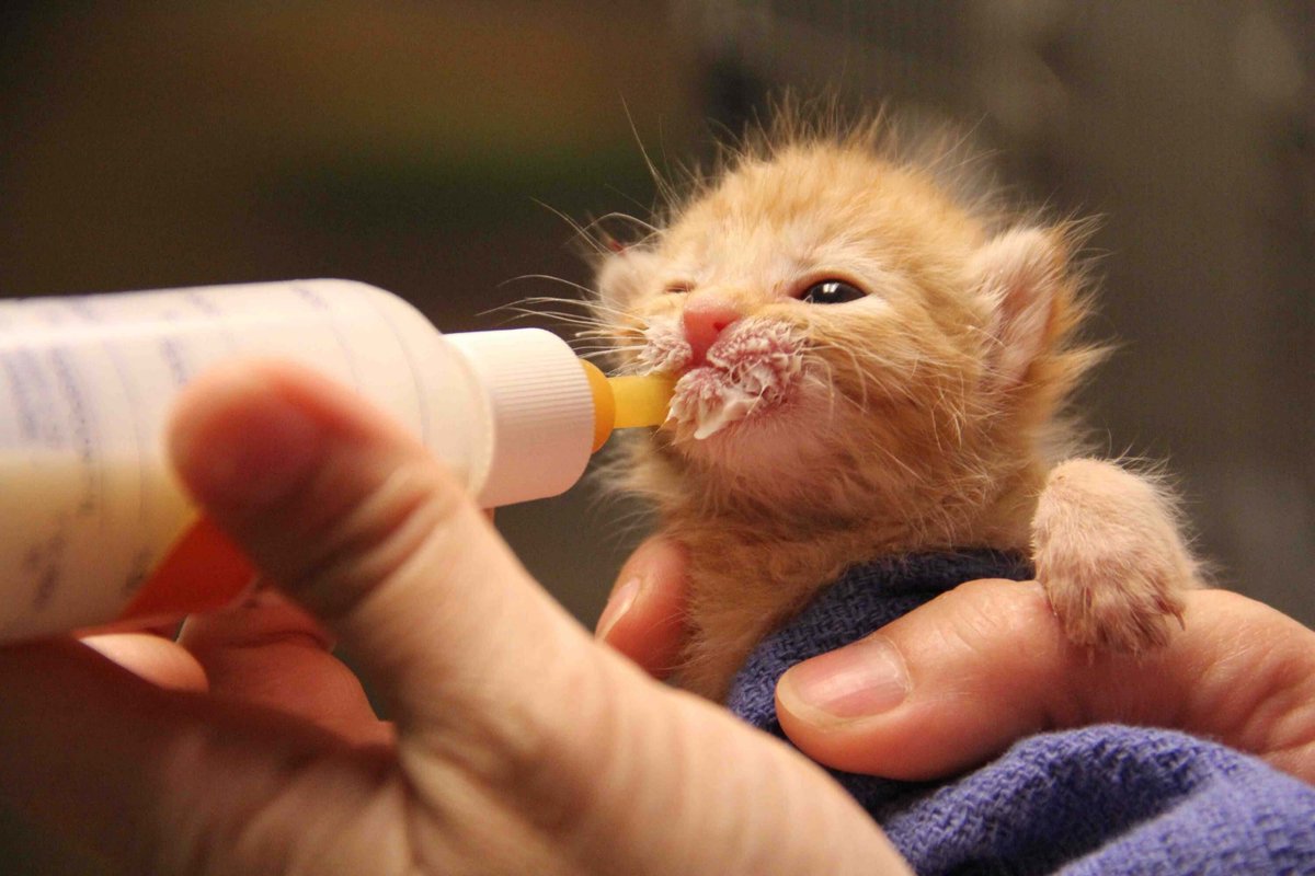 PNurturing's tweet image. Things To Know About Kittens Development In Beginning

Kittens will most likely never develop again like this starting period. We are gonna talk about Kitten Development in their early weeks. To know more bit.ly/2FzKJlK

#KittenDevelopment