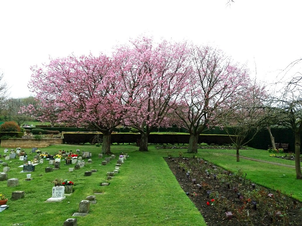 StevenageBC's tweet photo. The Cherry trees have started to blossom in the Garden of Rest at Almond Lane. Brilliant photo taken by our Cemeteries Officer. #Ilovestevenage #Stevenage https://t.co/hr7uY0f63S