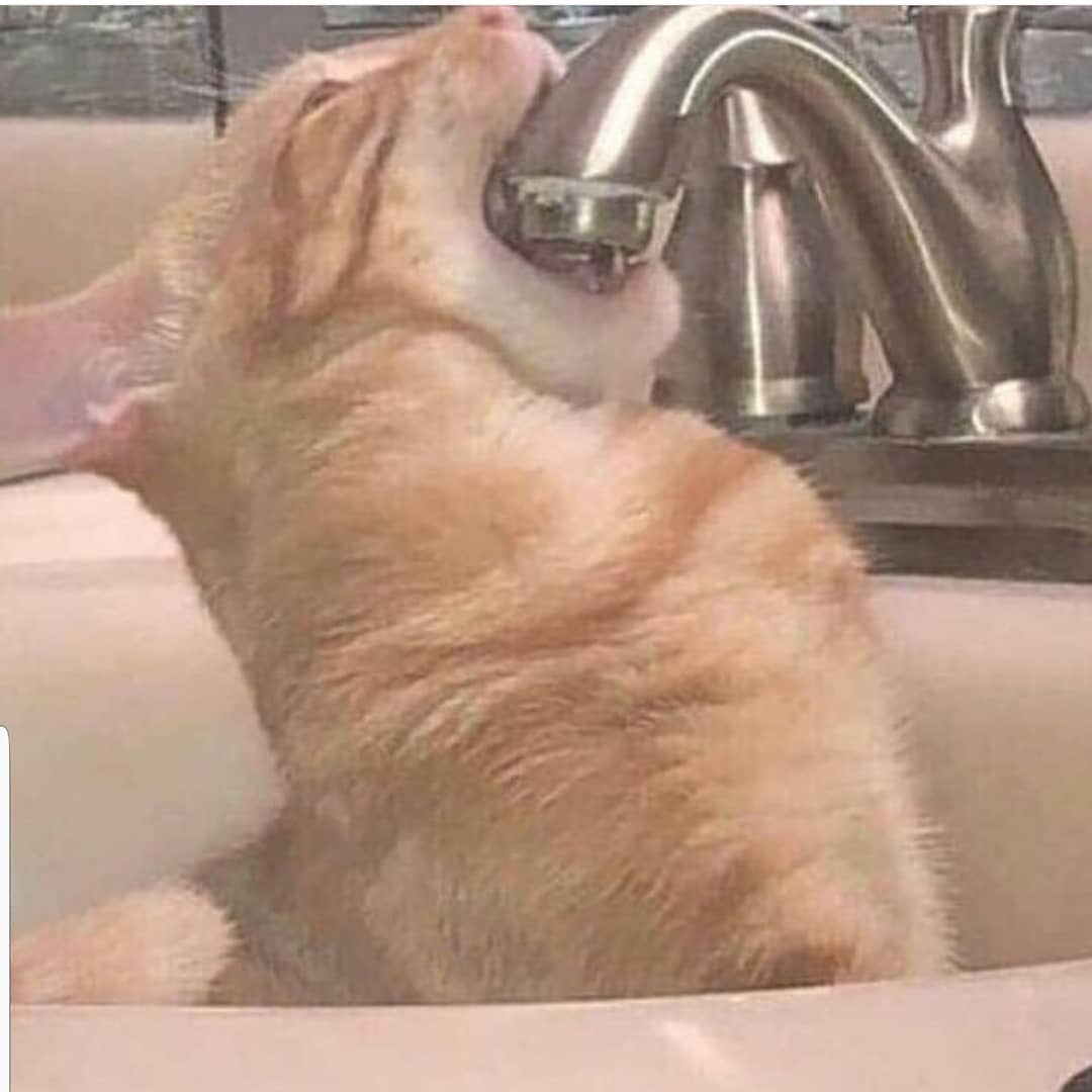 GOOSE. (@justacatthingy) on Twitter photo 