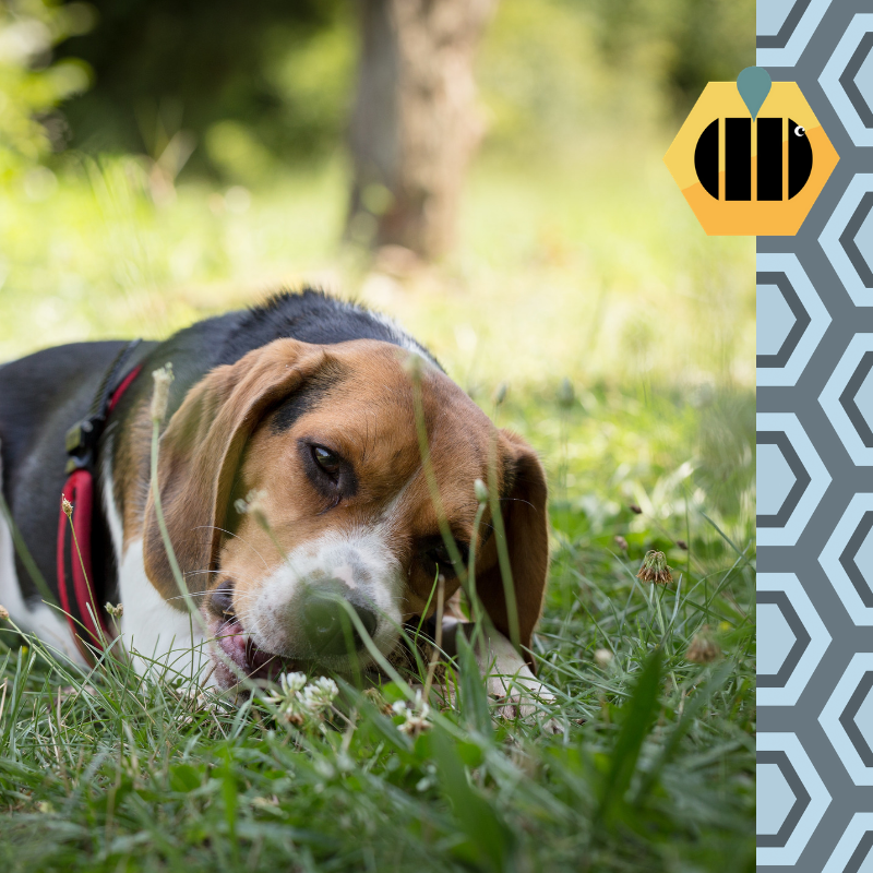 getbeebooked's tweet photo. Dog walkers welcome!πΆ Sign up to trade and use local Dog Walking services today!π #BeeBooked #dogwalkers #dogwalking #doglovers #bristoldogwalkers #bristol #freelance #jointhehive #dogs https://t.co/LDApzFFS9B