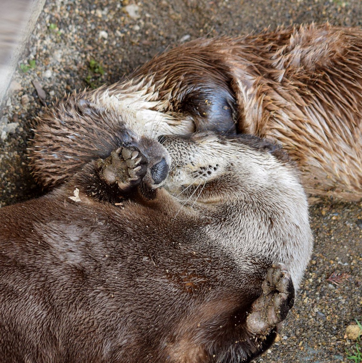 ট ইট র 千潮祥路 カエデ リッキー 頑張れーー 19 03 25 盛岡市動物公園 カナダカワウソ カエデ リッキー 盛岡市動物公園 カワウソ カナダカワウソ Otter おいでよ岩手