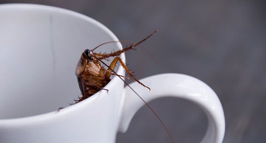 AzaliaPest's tweet photo. You know things in your house need checking when you stand seeing images of cockroaches in everything. Sometimes you cannot tell if it's real or just hallucinations. Don't let bugs bug you. Call us: 0718937998 https://t.co/JezzQI0img