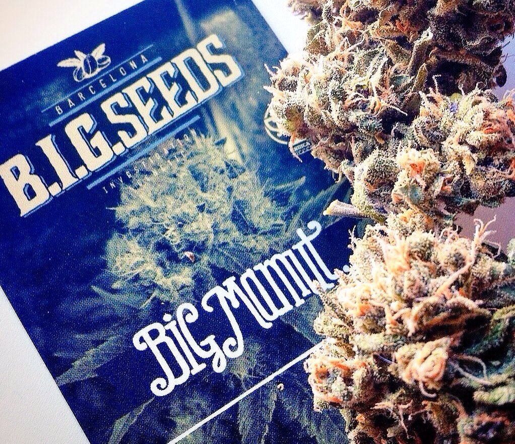 BIG_Seeds's tweet photo. 🐼🐼 Si buscas la variedad ideal para #cultivoExterior #BigMamut es tu genética. Facil cultivo, alta producción y sabor inconfusible. #BIGseeds #autocultivo #growshop #ganjah #marihuana #cañamo #cannabisSeeds #dagga #ganjah https://t.co/REVjWUFSwU