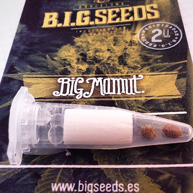BIG_Seeds's tweet photo. 🐼🐼 Si buscas la variedad ideal para #cultivoExterior #BigMamut es tu genética. Facil cultivo, alta producción y sabor inconfusible. #BIGseeds #autocultivo #growshop #ganjah #marihuana #cañamo #cannabisSeeds #dagga #ganjah https://t.co/REVjWUFSwU