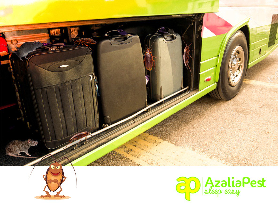 AzaliaPest's tweet photo. Did you know that you are more likely to pick up pests during your travel than any other time? Exercise caution when packing and unpacking. Inspect your luggage before taking it indoors and wash clothes before mixing them with the rest.
#pestcontrol #proactive #fumigation #rats https://t.co/HH1pOhZu9E