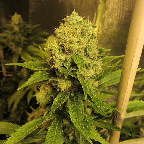 BIG_Seeds's tweet photo. 🐼🐼 Si buscas la variedad ideal para #cultivoExterior #BigMamut es tu genética. Facil cultivo, alta producción y sabor inconfusible. #BIGseeds #autocultivo #growshop #ganjah #marihuana #cañamo #cannabisSeeds #dagga #ganjah https://t.co/REVjWUFSwU