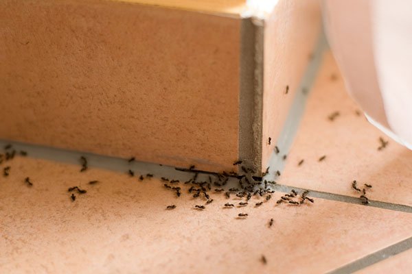 AzaliaPest's tweet photo. There are good days and there are days that ants decide to make your home theirs. Spraying them wouldn't do it because there is whole lot of them in hiding. Call a professional to ease the pressure of your back.
#pestcontrol #fumigation #rodents #ants #roaches #bedbugs https://t.co/tJK1osvnu1