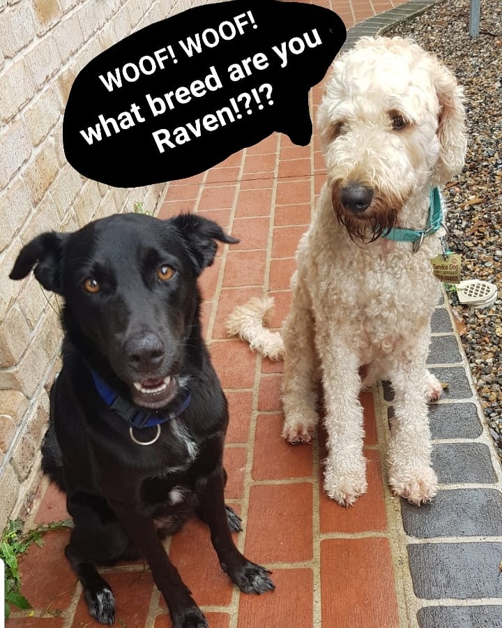 naturalCdelight's tweet photo. COMPETITION FREE TREATS UP FOR GRABS
All you have to do is..
  🐾 Share this post
  🐾  Comment your guess on what 2 breeds Raven is!?
Winners will be announced Sunday!!
#healthy #treats #yummy #delicious #tasty #natural #contest #competition #NCD #naturalcompaniondelights https://t.co/bPbVRr6S4M