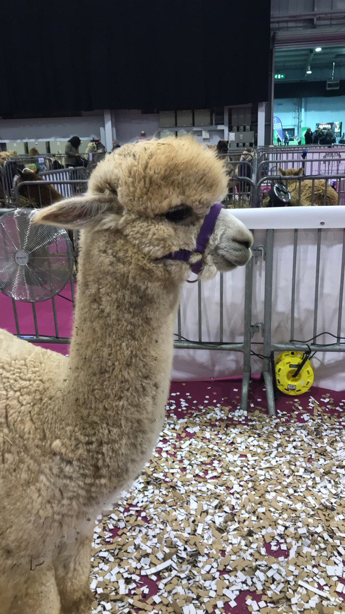 StagecraftUK's tweet photo. We hope everyone had a great time at the British Alpaca Society event this weekend at The International Centre here in Telford! #Events #Telford #TIC https://t.co/ITM4bbPe2J