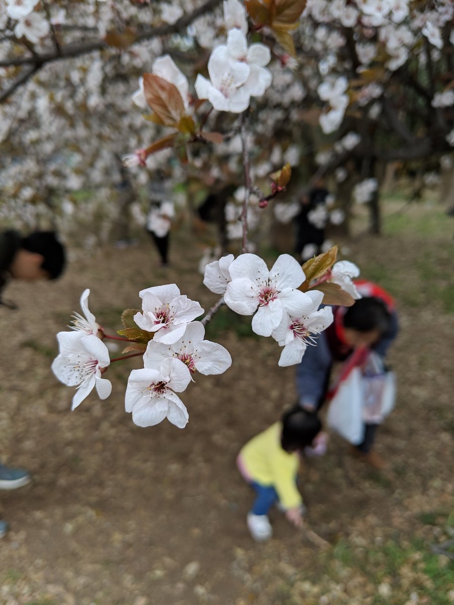 thundertweep's tweet photo. Feels as if I'm part of the #TweepTour too!
Singapore >> Tokyo >> Kyoto >> Osaka
>> Mt Fuji tomorrow 😍
Hopefully I'll get to see more 🌸💮 tomorrow! 🙏
#WithWabi🎀 https://t.co/yF0lW43CFz