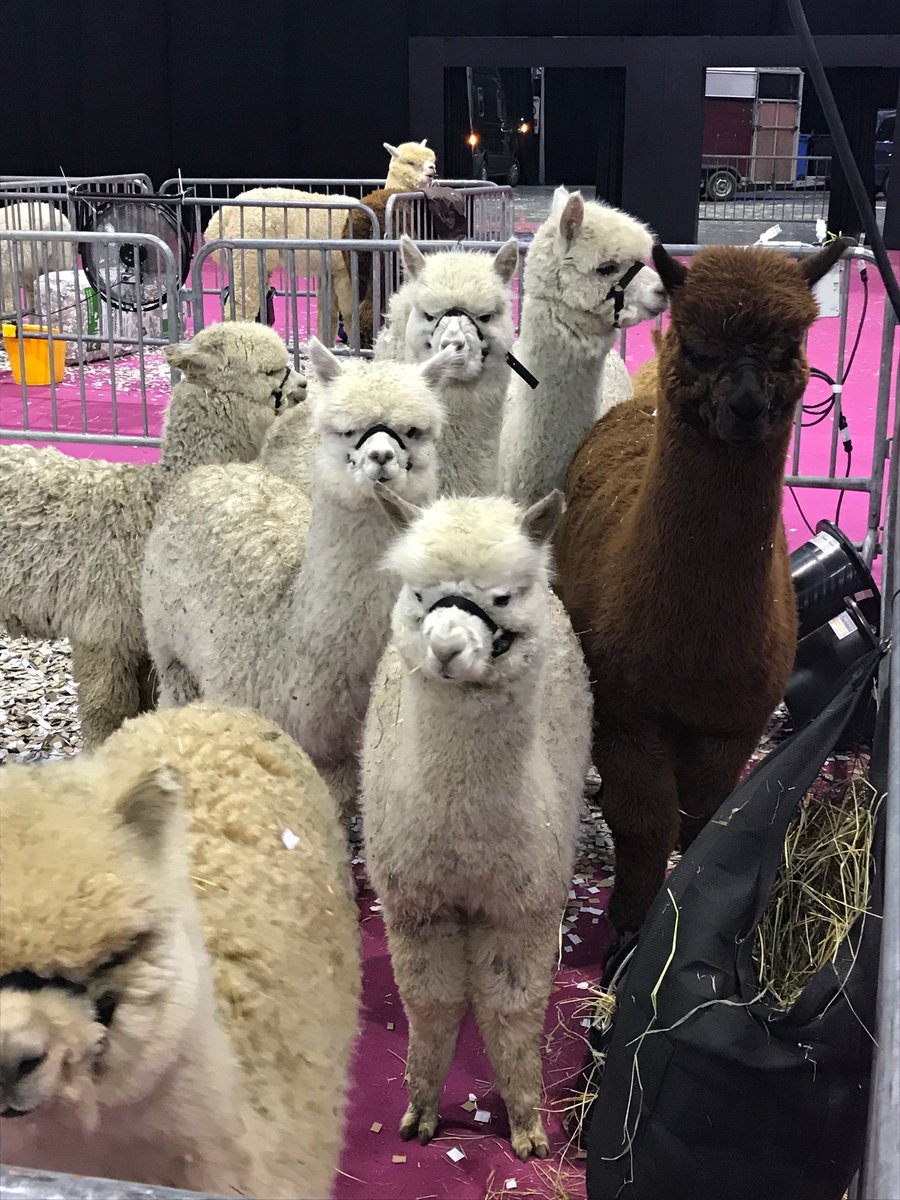 We hope everyone had a great time at the British Alpaca Society event this weekend at The International Centre here in Telford! #Events #Telford #TIC