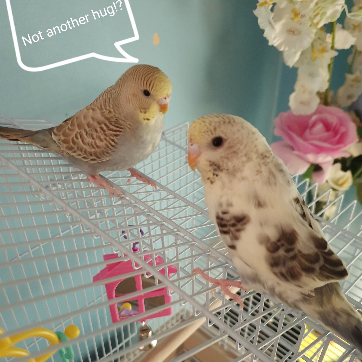 theoptimistegg's tweet photo. The girls... Guilty #budgie #pet #animal https://t.co/6Jbym2M0Eb