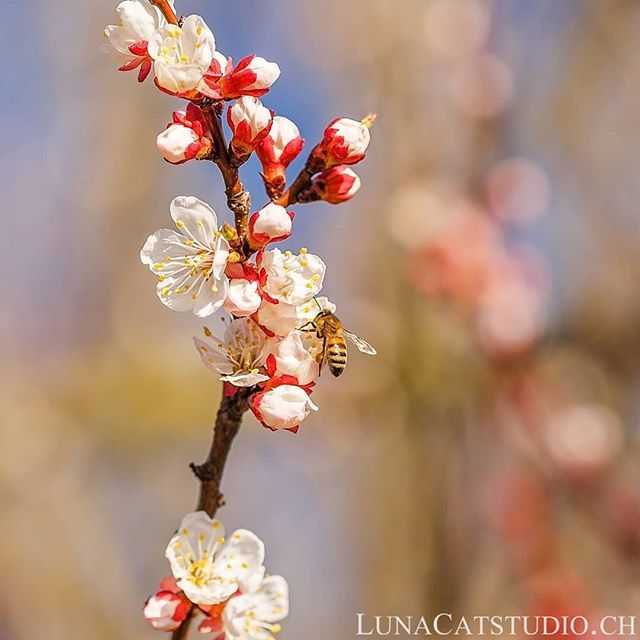 lunacatstudio's tweet photo. Hello Spring ! You are so beautiful 💖 ! Have you been able to enjoy the beautiful weather this weekend? 
Have a great Monday!

#spring #lausannephotographer #lausanne #geneva #switzerland #zurich #bern #nature #biodiversity #naturelovers #macro #macr… https://t.co/iiCKdHDRKN https://t.co/VJpzCRFvdD