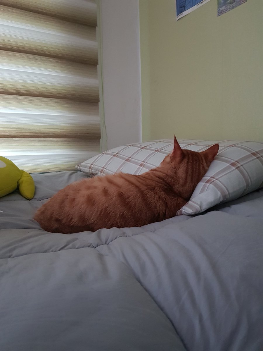2809Yoo's tweet photo. น้องแทยงในวันที่ฝนตก นอนเล่นอยู่ที่หอทั้งวัน จนจอนนี่บอกให้ออกไปข้างนอกบ้าง https://t.co/qZH4tKmsR7