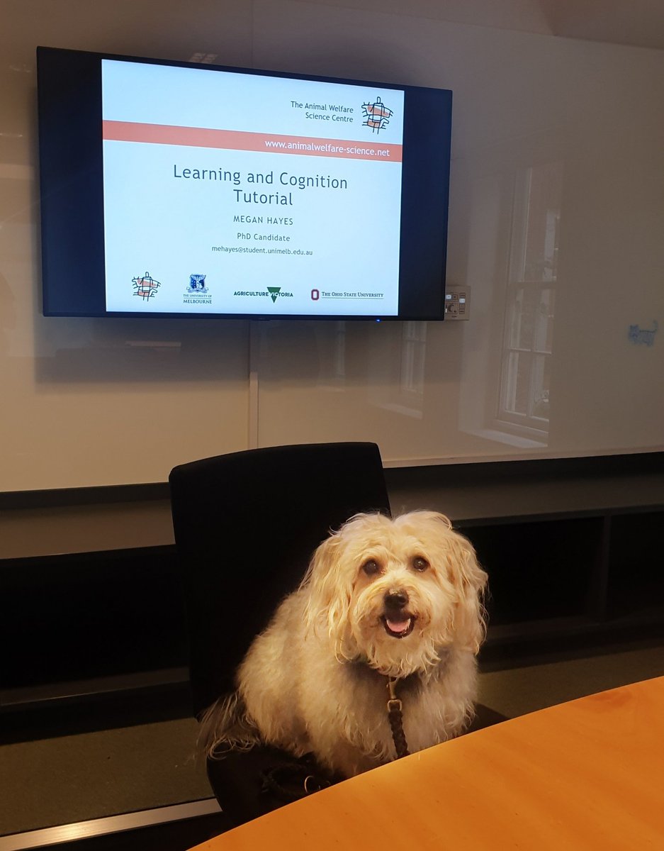 PigMegan's tweet photo. The best way to calm the nerves for 6 consecutive hours of teaching is to bring a dog along so that you know the students won't be listening to what you say anyway 💁🏼♀️ #SocsGoesToSchool #AppliedAnimalBehaviour #LearningTheory #Cognition https://t.co/Cfuak5AltX