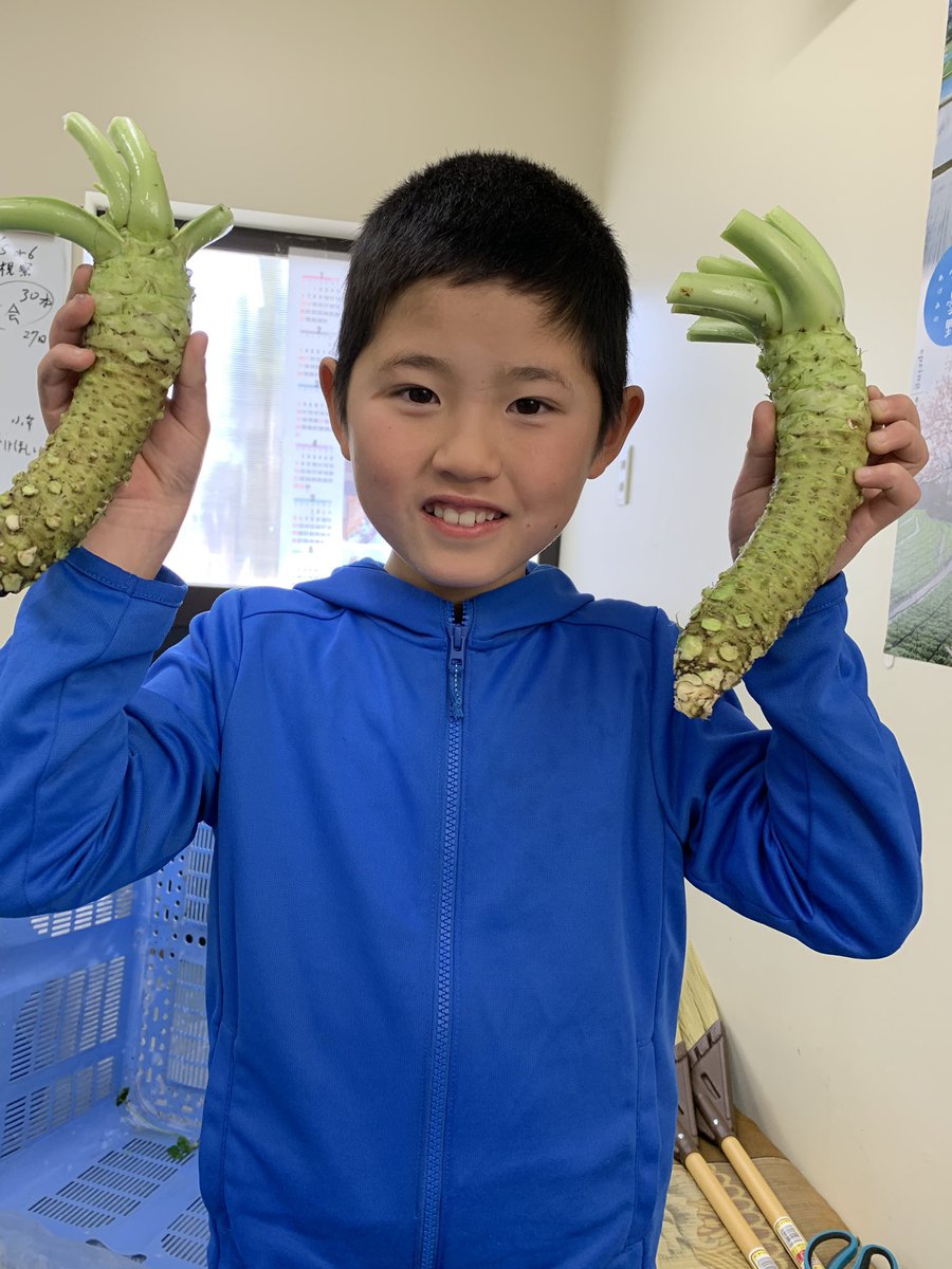 ishida2133's tweet photo. wow！
このサイズww 次男の顔より大きい🤣🤣
#わさび
#wasabi
#安曇野市 #石田わさび農園
#鬼緑 https://t.co/WA0DWvm9Za