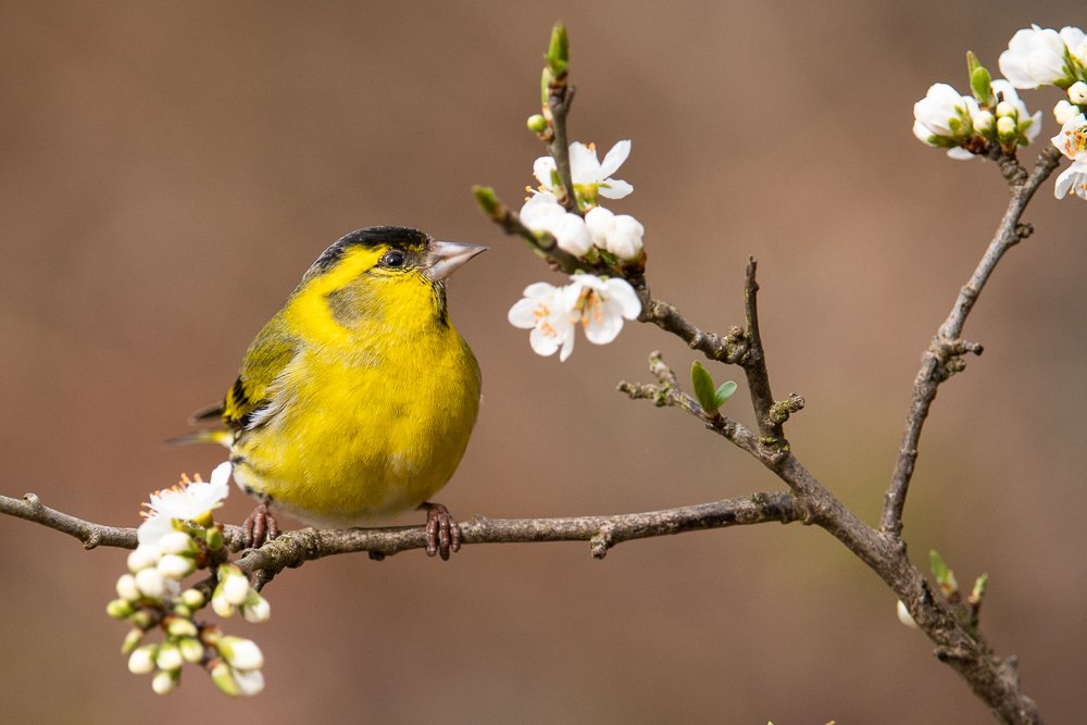RichardBowler1's tweet photo. Over the last few weeks the Siskin's have arrived back to breed. How ugly that greed makes people net hedgerows to stop our birdlife breeding. Why doesn't it scare the living daylights out of us, we've lost 60% of wildlife on the planet since 1970.
#hedgerowsnotnets https://t.co/GTojDj2AV3