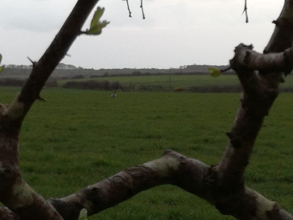 Canadian Geese on patrol <a href="/lochmeylerdairy/">MatthewEvans</a> #MondayMorning #wildbirds #nature #Pembrokeshire #wales #backbritishfarming #blessed #lovewhereyoulive
