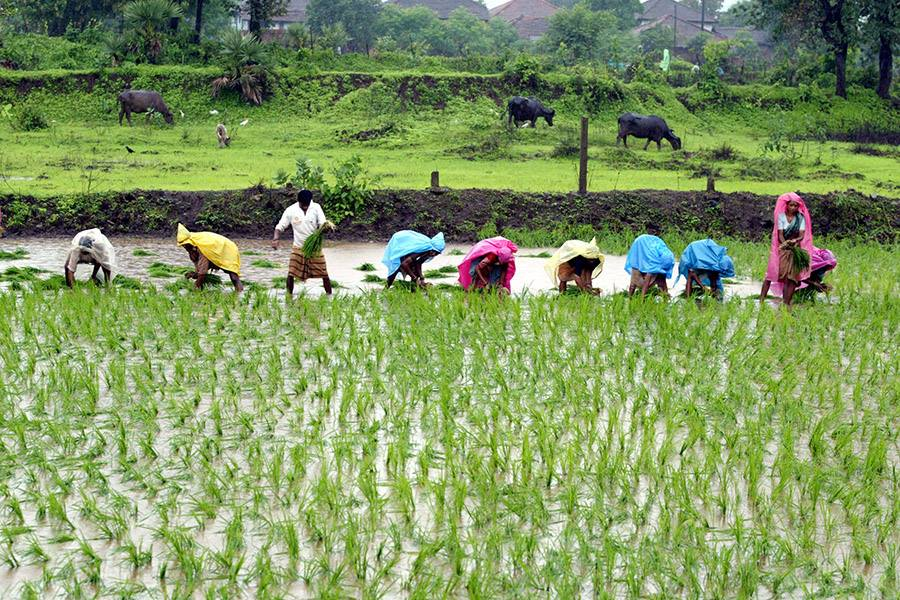 sherya41080385's tweet photo. Collective farming by women in Kerala!!!
Kerala women's collective farming initiative, billed as the largest livelihood venture of the kind in the country by transforming women labourers into master cultivators,
#VoteforGasstove #supportnwp #Hervociemyvoice
#LokSabhaElection2019 https://t.co/GZu3TeV8po